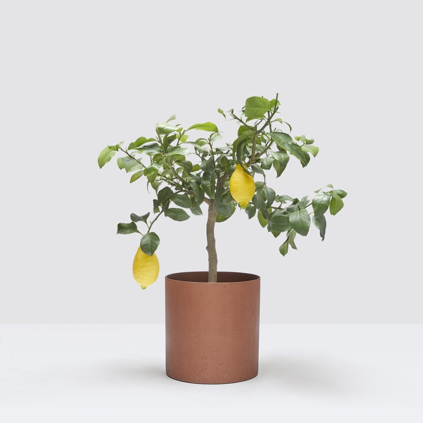 meyer lemon tree - plants in interior design